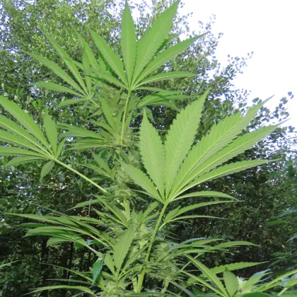 Вчера около 19 30 часа от полицейски служители е задържан 37 годишен