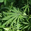 31-годишен, хванат да отглежда марихуана в Бургаско - отива на съд