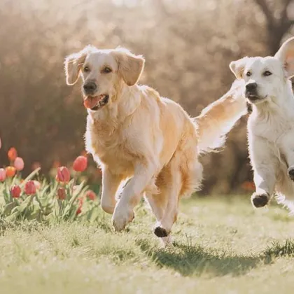 Жителка на столичния квартал Орландовци сподели в социалната мрежа Facebook