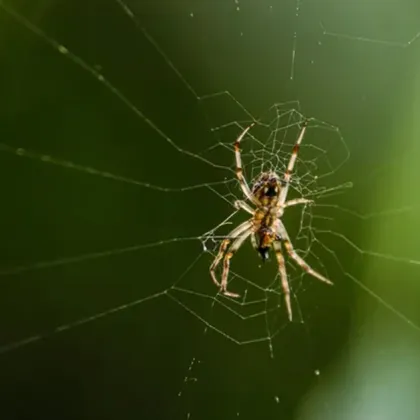 За мнозина началото на есента може да се асоциира с