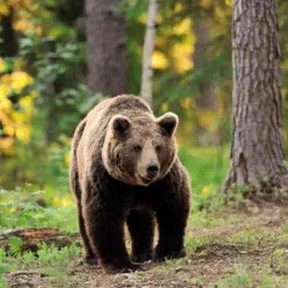 След зачестилите случаи на навлизане на мечки в населени места