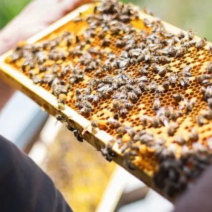 Катастрофална година отчитат пчеларите Незначителни добиви висока смъртност на пчелите