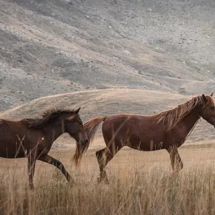 Двама мъже с криминални досиета от село Белозем са задържани