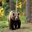 МОСВ разкри важна информация за мечките в България