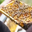 Ще останем ли без мед? Пчелари отчитат катастрофална година