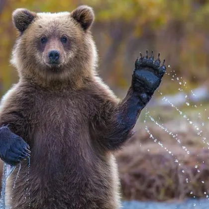 Сигнал за мечка в района на карловското село Христо Даново