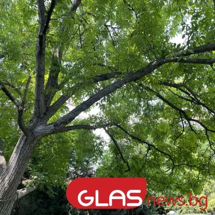 Днес ще бъде слънчево Ще духа слаб до умерен вятър от