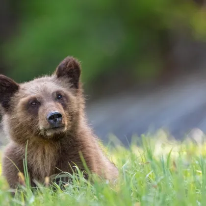 Влак е блъснал мече по жп линията София Бургас край карловското