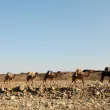 Казахстан счупи рекорд за най-дълъг керван от камили