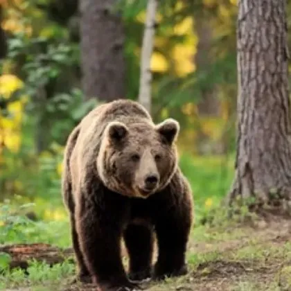 Мечка е забелязана в близост до Асеновград твърди гражданин Димитър