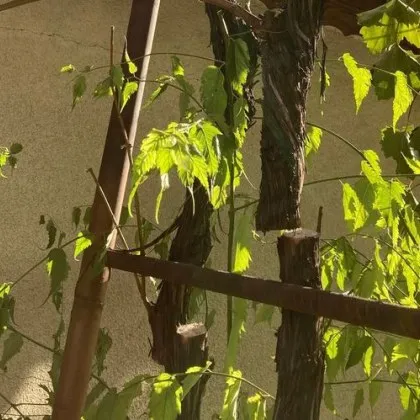 Години са нужни на дърветата да пораснат но само няколко