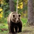 Мечка изненада шофьор край Асеновата крепост