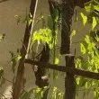 "Пълно кощунство": Унищожиха грижливо гледани лози