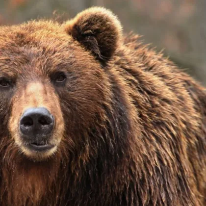 Мечка е нахлула във ферма в Северна Гърция и е разкъсала