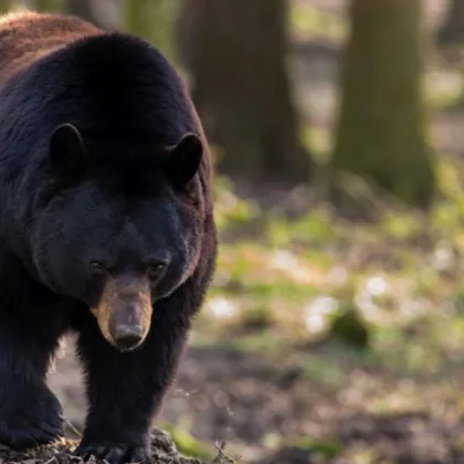 Община Калояново предупреждава за черна мечка която е била забелязана