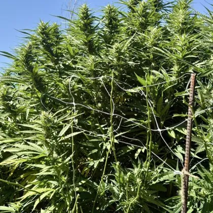 Гора от канабисови дървета разкриха служителите на ГДБОП при полицейска