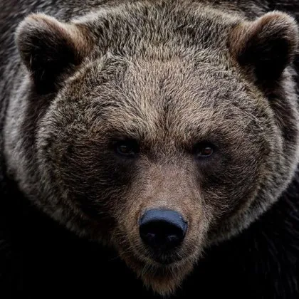 Възрастен мъж е бил тежко ранен след нападение от мечка