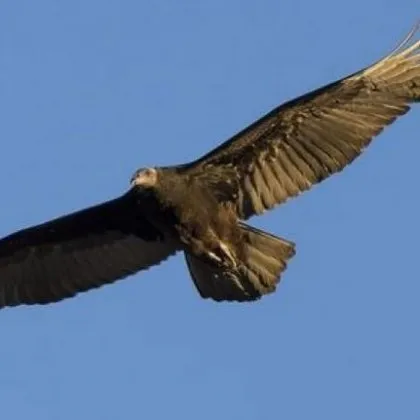 Фонд за дивата флора и фауна ФДФФ алармира за пореден