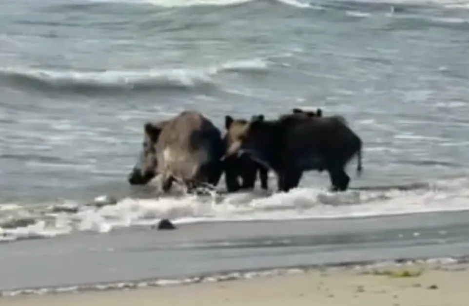 Диви прасета се изкъпаха на наш плаж ВИДЕО