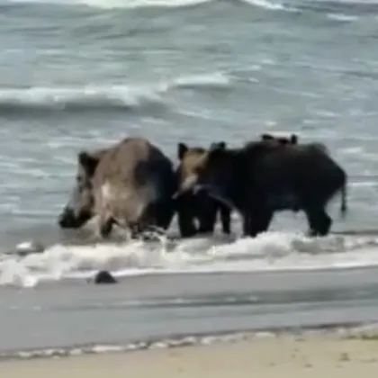 Диви прасета се изкъпаха на наш плаж ВИДЕО