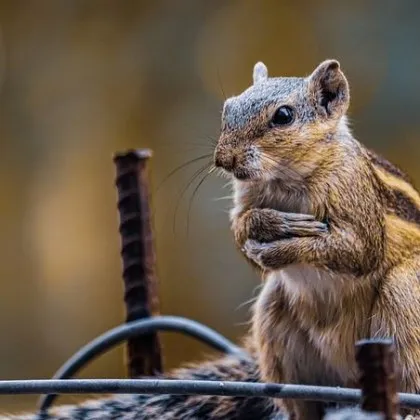 Жителите на американското градче Сан Рафаел живеят в страх след