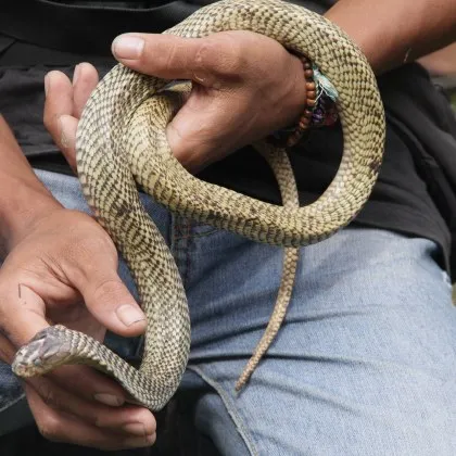 В индийския щат Мадхя Прадеш полицай хвана отровна змия но