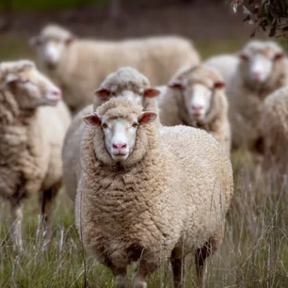 От началото на годината са налице 168 огнища на шарката