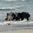 Диви прасета се изкъпаха на наш плаж ВИДЕО