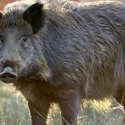 Диво прасе предизвика катастрофа в Ямбол съобщиха от полицията Инцидентът е