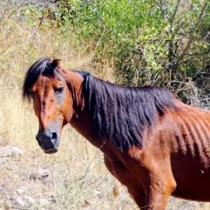 Почина кончето което беше намерено и спасено в Родопите Доброволци