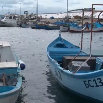 Защо няма добър улов на паламуд в Черно море