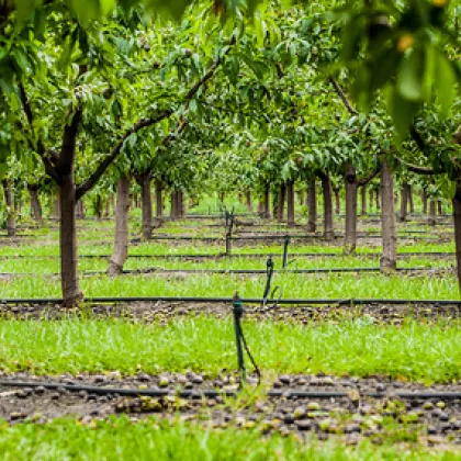 През април студовете унищожиха почти 100 праскови череши и кайсии