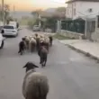30 овце предизвикаха напрежение в Сопот ВИДЕО
