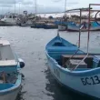 Защо няма добър улов на паламуд в Черно море
