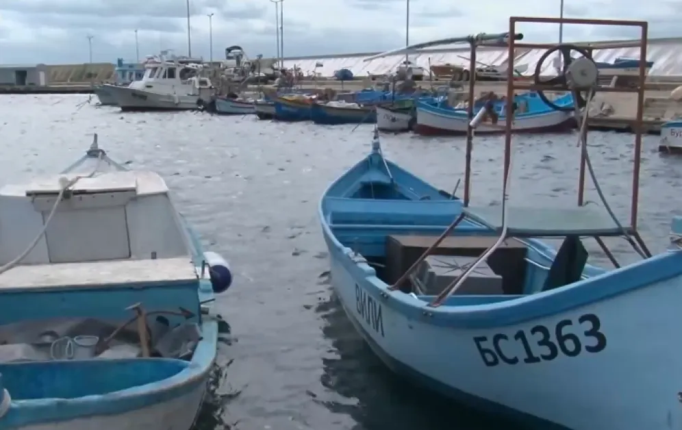 Защо няма добър улов на паламуд в Черно море