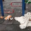 Варненка: Децата ни играят в смрад и гнусни боклуци