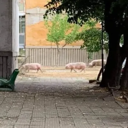 Три прасета се разходиха в наш град СНИМКА
