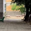 Три прасета се разходиха в наш град СНИМКА