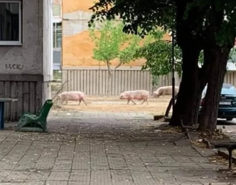 Три прасета се разходиха в наш град СНИМКА