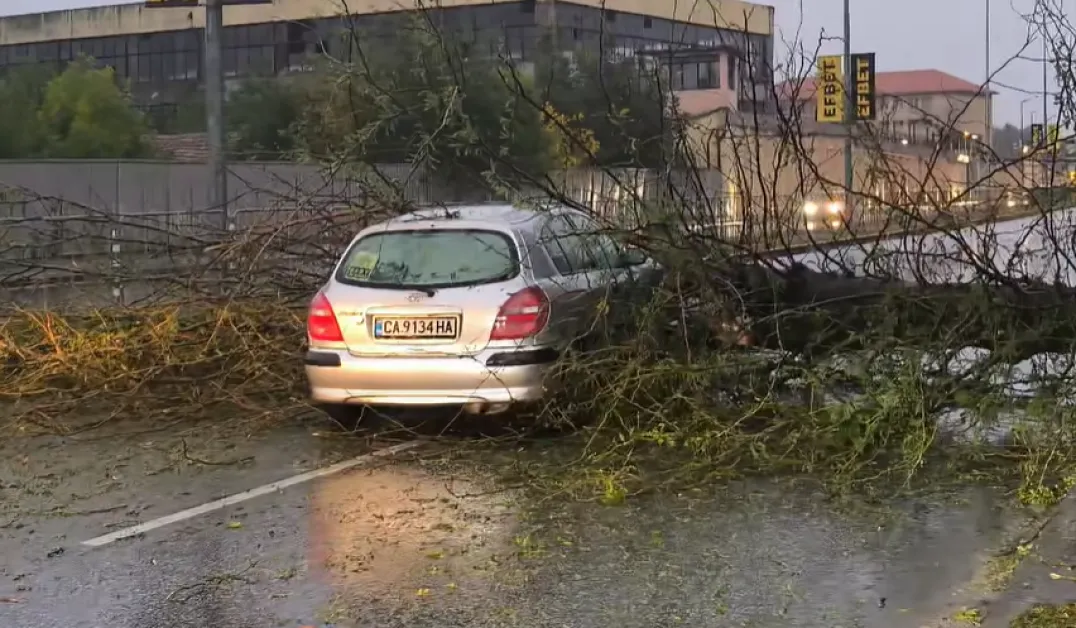 Голямо дърво се стовари върху кола с бебе в Пазарджик СНИМКИ