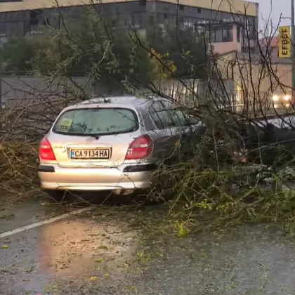 Голямо дърво се стовари върху кола с бебе в Пазарджик СНИМКИ