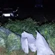 Спецакция! Разбиха наркоплантация край Асеновград, има задържани  СНИМКИ