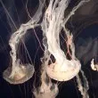 Канибалски медузи атакуваха преговете на САЩ
