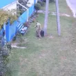 Служители на украинската военна служба „мобилизираха" котка ВИДЕО