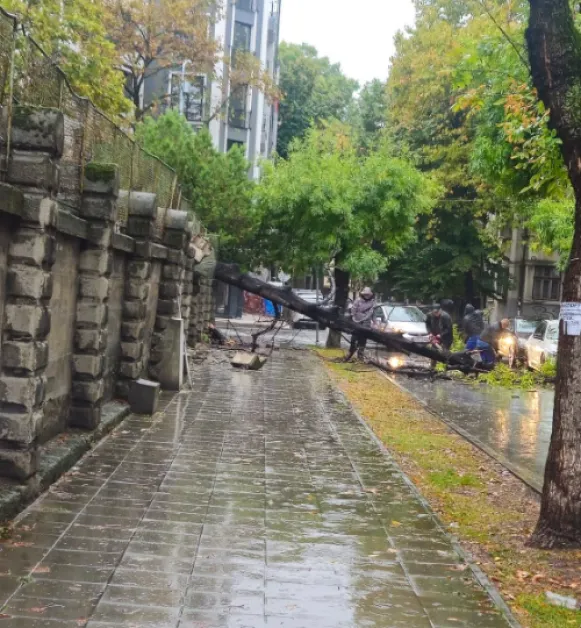 Дърво падна в двора на Военна болница в Пловдив