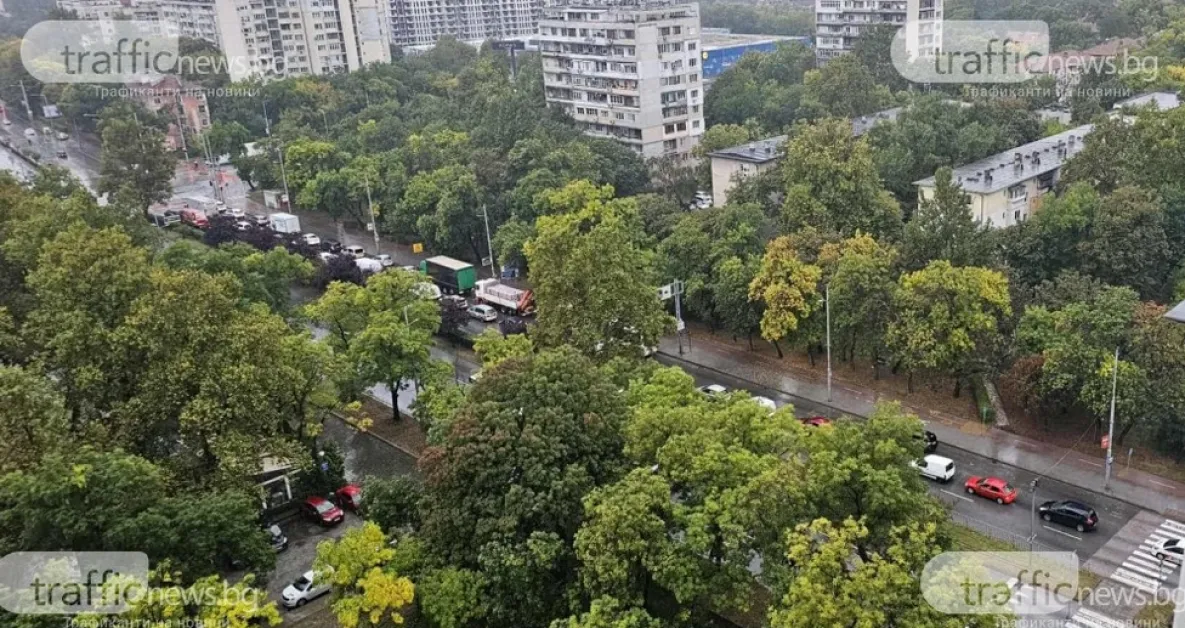 Дърво падна в двора на Военна болница в Пловдив