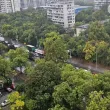 Дърво падна в двора на Военна болница в Пловдив