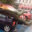 Дърво потроши няколко паркирани коли ВИДЕО