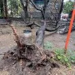 Голямо дърво се стовари в Пловдив СНИМКИ