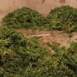 Спецакции в Пловдивско: Иззеха близо 6 кг наркотици